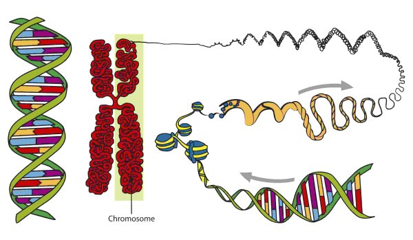 Молекула ДНК