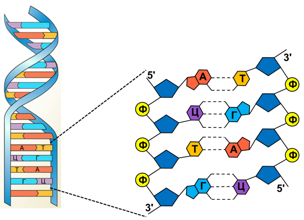 Цепочка ДНК структура