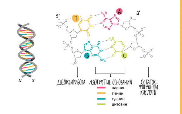 Состав ДНК схема