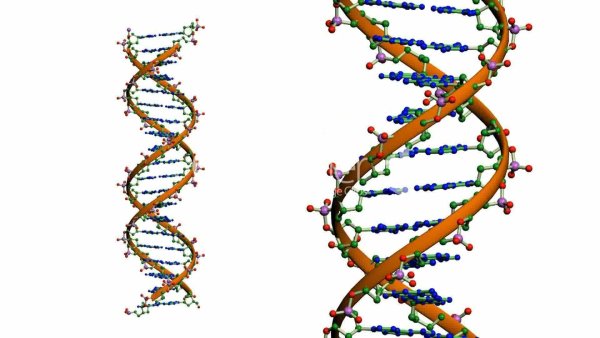 Структура молекулы ДНК, ген.