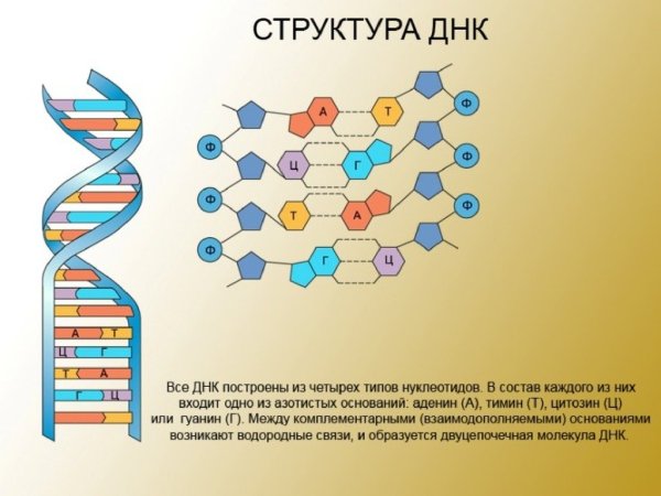 Строение ДНК формула