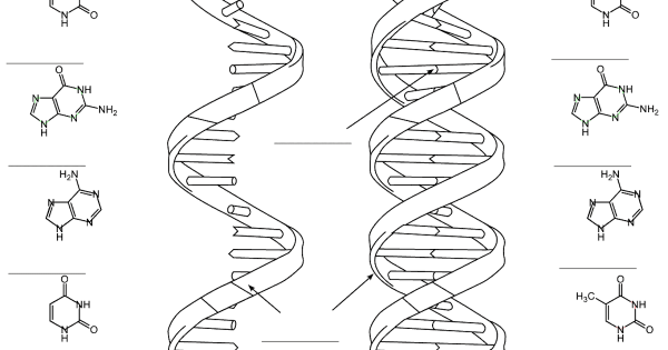 Спираль ДНК