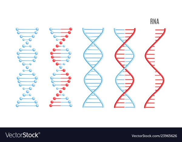 Линейная молекула ДНК