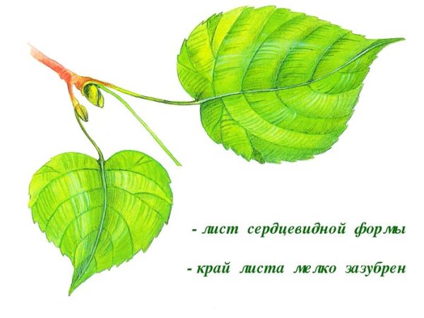 Листья похожие на липу