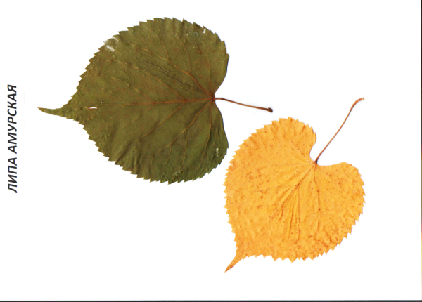 Лист липы раскраска