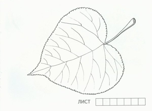 Лист липы