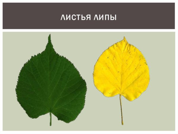 Лист липы раскраска для детей