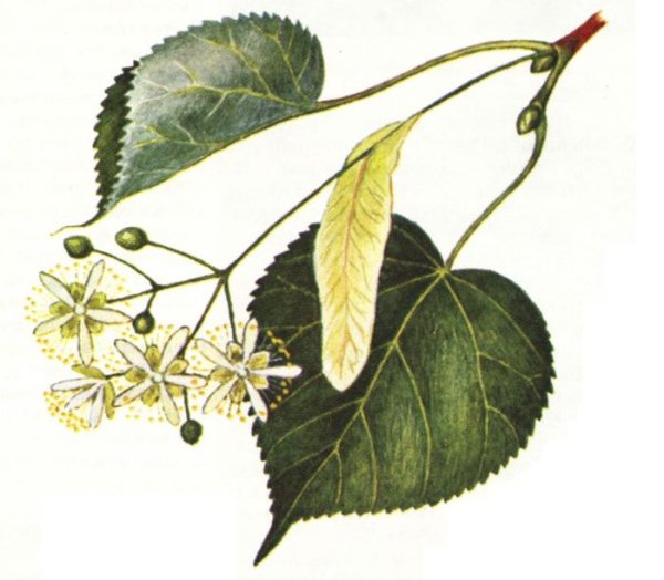 Листья липы листья липы