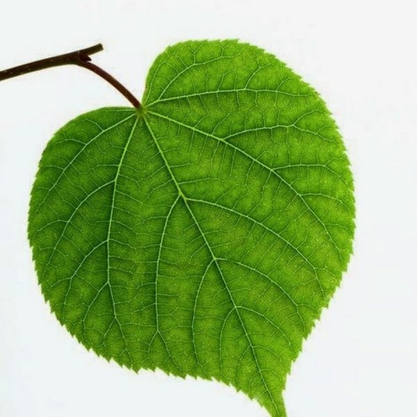 Гербарий листьев липа