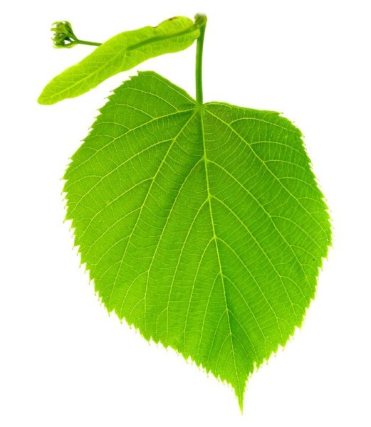 Лист липы трафарет