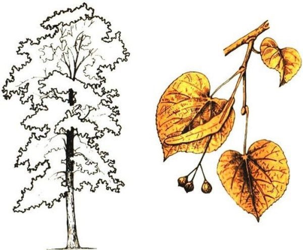 Липа мелколистная лист рисунок