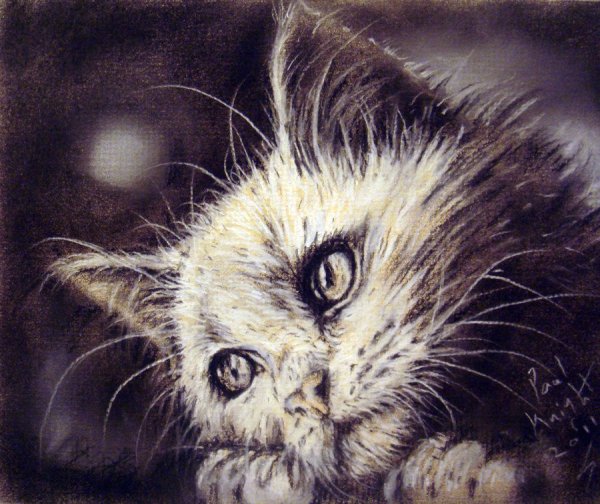 Котенок плачет рисунок