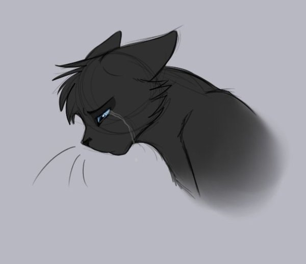 Плачущие коты Воители