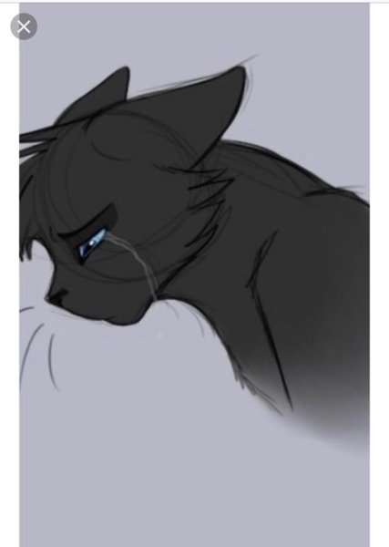 Котенок плачет гиф