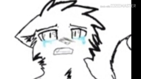 Грустный котик