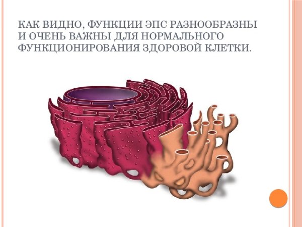 Органоиды эндоплазматическая сеть биология
