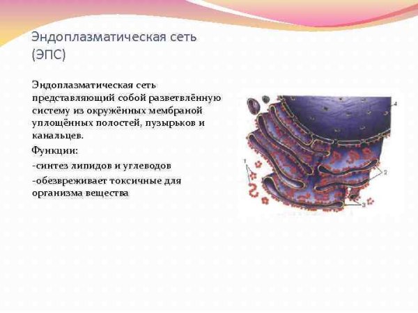 Биология строение эндоплазматической сети рисунок