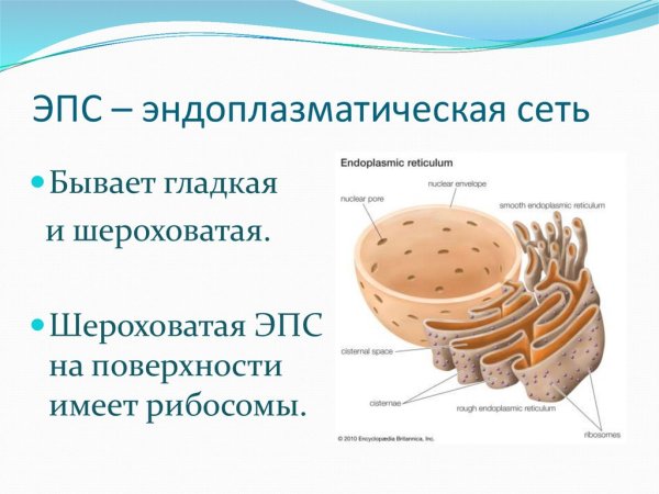 Эндоплазматическая сеть на схеме клетки