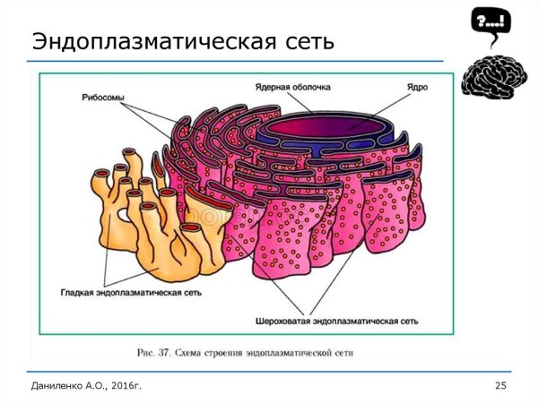 Шероховатая эндоплазматическая сеть функции