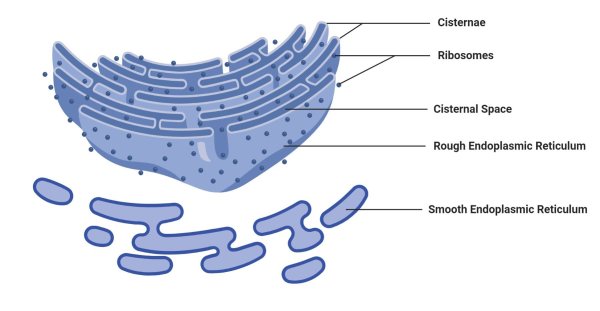 Smooth endoplasmic reticulum
