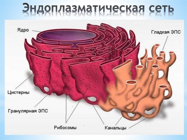 Эндоплазматическая сеть в клетке