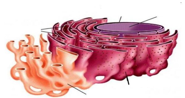 Строение гладкой ЭПС И ее функции