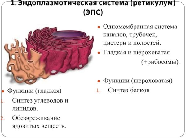 Эндоплазматическая сеть ЭПС гладкая и шероховатая