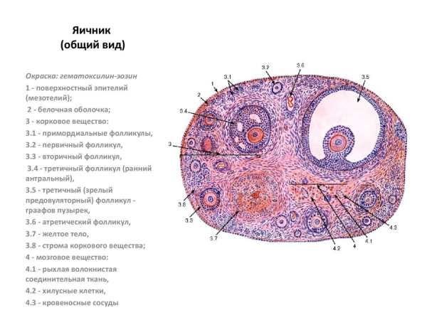 Строение яичника гистология