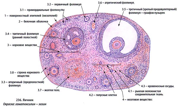 Строение яичника гистология рисунок