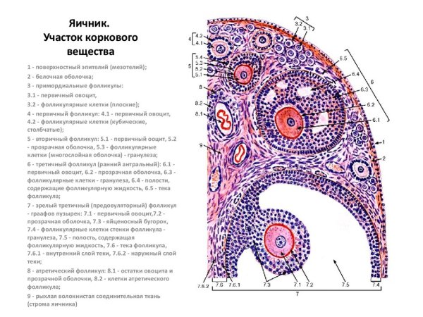 Гистологический препарат корковое вещество яичника