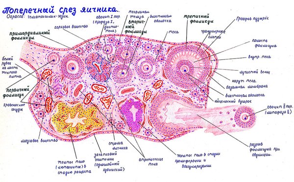 Строение яичника гистология препарат