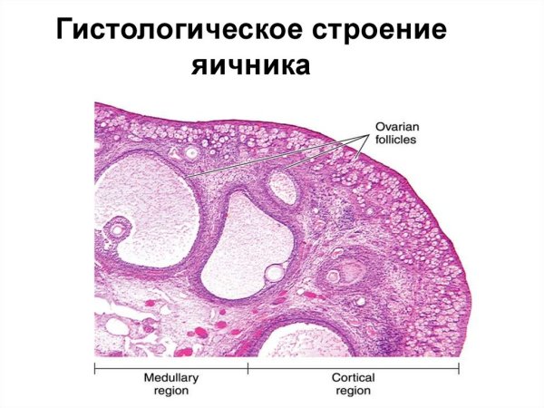 Строение яичников гистология