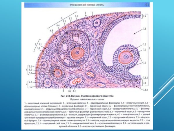 ТЕКА фолликула гистология