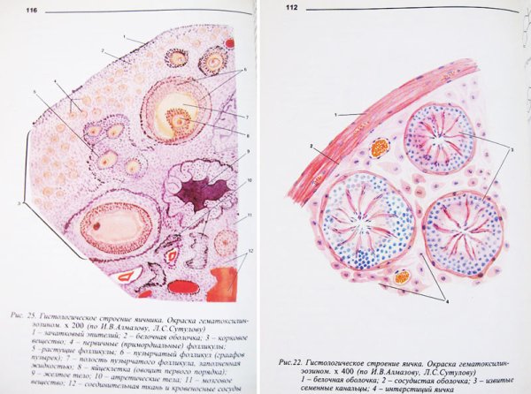 Строение яичника гистология препарат
