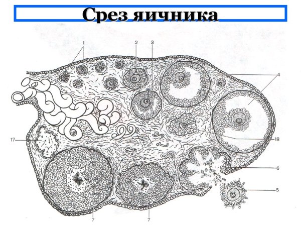 Поперечный срез яичника гистология