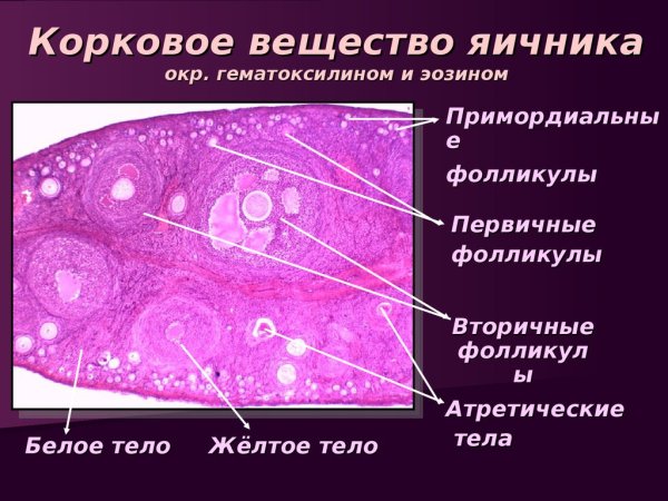 Яичник микропрепарат гистология