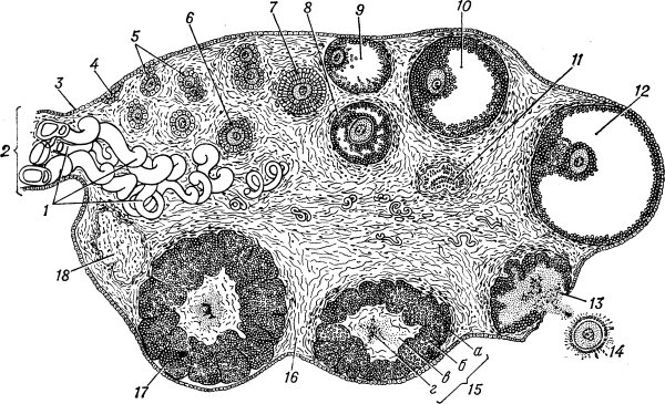 Поперечный срез яичника гистология