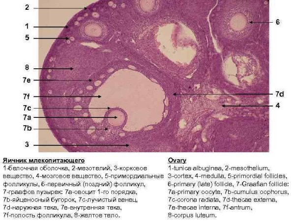 Поперечный срез яичника гистология
