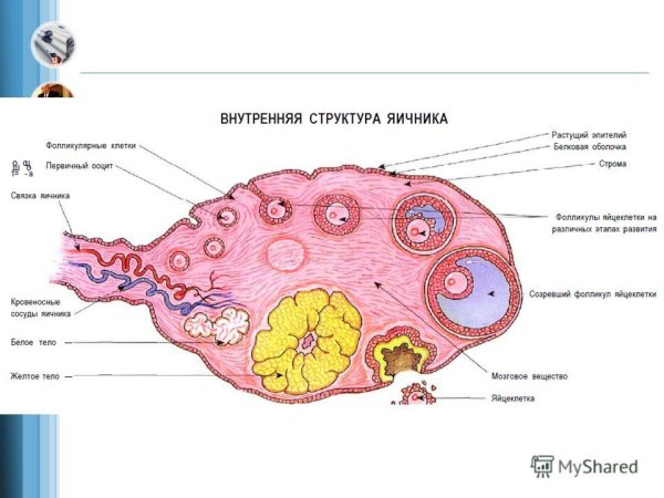 Внутреннее строение яичника схема