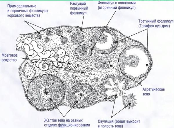 Схема строения яичника млекопитающего