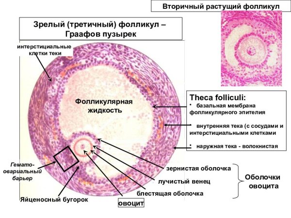 Строение яйцеклетки третичный фолликул