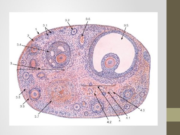 Яичник млекопитающего препарат гистология