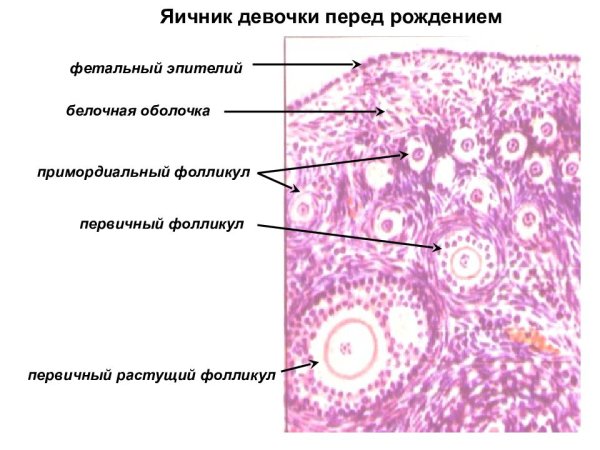 Яичник гистология препарат фолликулы