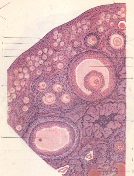 Яичник млекопитающего гистология