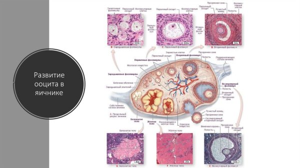 Строение желтого тела яичника гистология