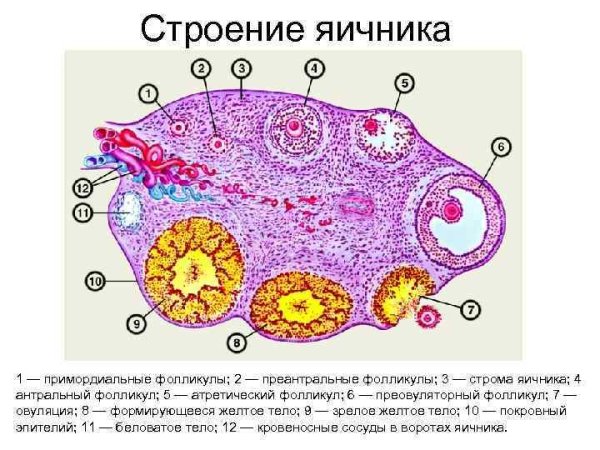 Микроскопическое строение яичника
