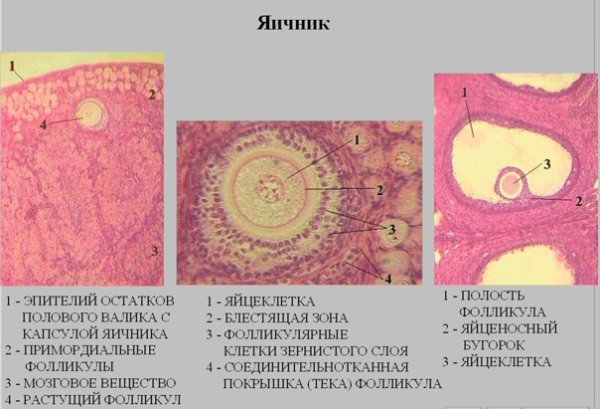Яичник гистология препарат фолликулы