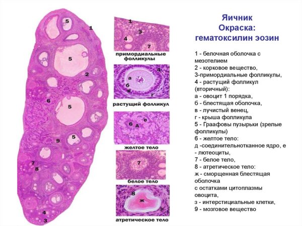 Яичник млекопитающего препарат гистология