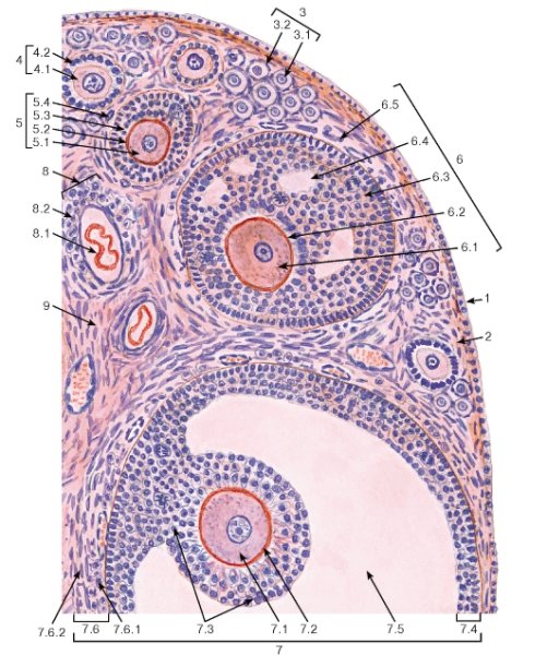 Яичник гистология препарат фолликулы