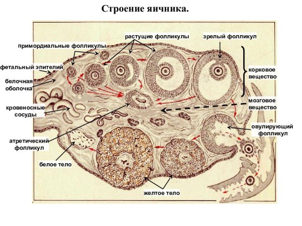 Внутреннее строение яичника схема